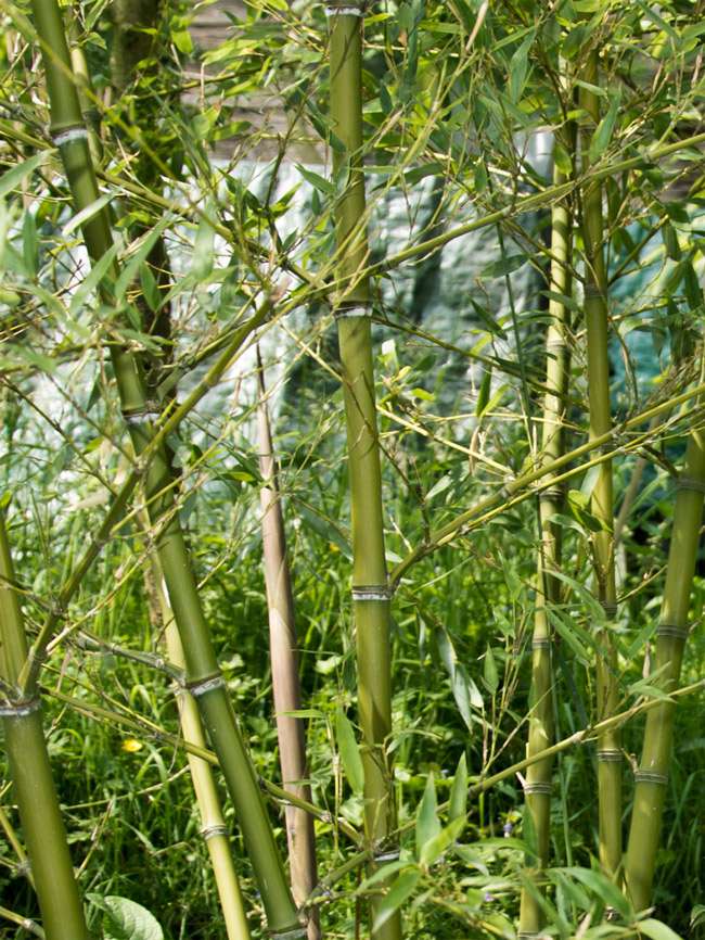 Bambus-Giessen: Halmdetailansicht von Phyllostachys parvifolia mit dem charakteristische Halmreif unterhalb der Nodie - Ort: Giessen