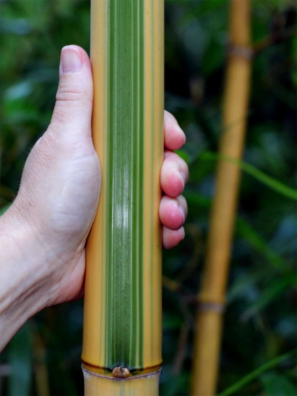 Bambus-Giessen: Halmdetail von Phyllostachys vivax Huangwenzhu Inversa - Ort: Giessen