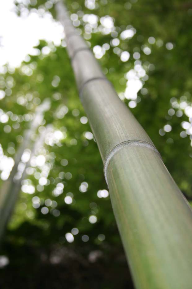 Bambus-Giessen: Phyllostachys vivax McClure - Ort: Giessen