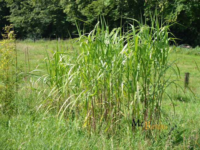 Bambus-Giessen: Miscanthus Riesen Chinaschilf - 2-j�hrig - Ort: Giessen