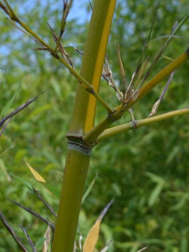 Bambus-Giessen: Halmanischt vom Bambus Phyllostachys arcana Luteosulcata - Ort: Giessen