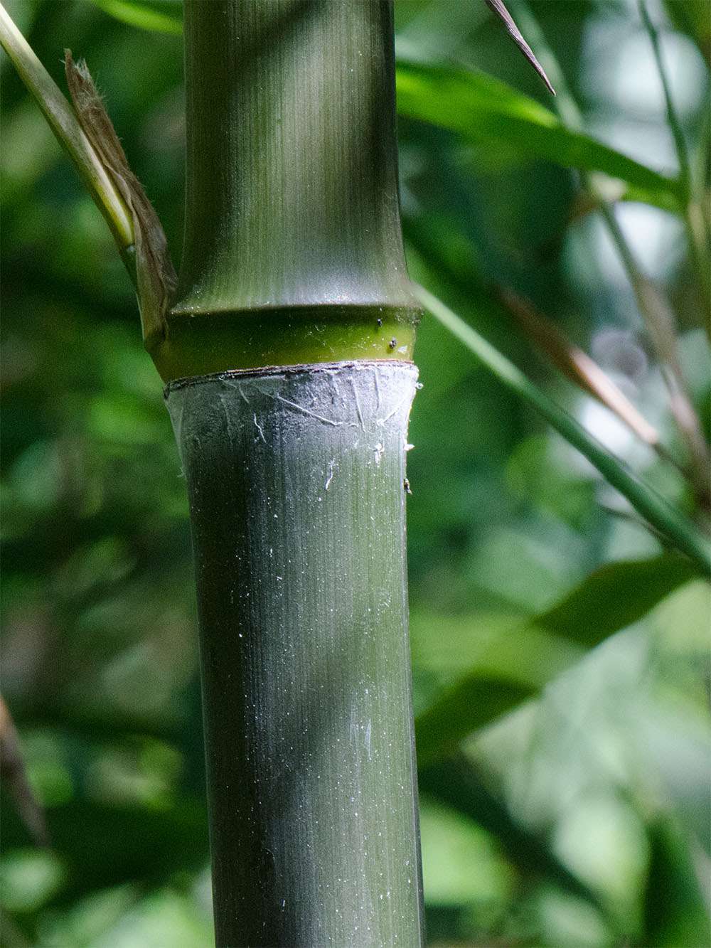 Bambus-Giessen: Phyllostachys atrovaginata - Detailansicht Halm nach dem Austrieb - Ort: Giessen