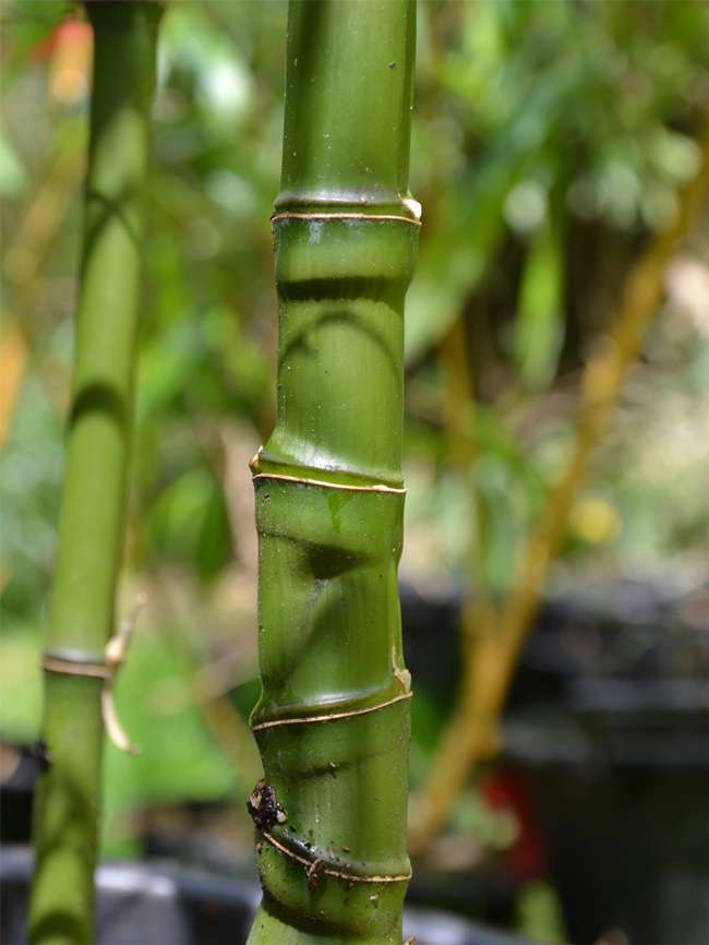 Bambus-Giessen: Halmansicht Phyllostachys aurea mit den typischen Knoten - Ort: Giessen