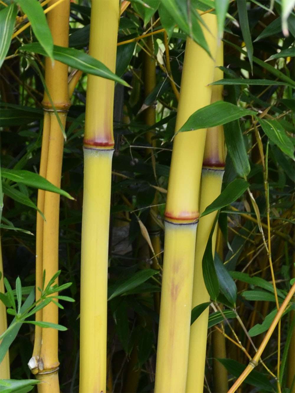 Bambus-Giessen: Detail vom Bambushalm der Sorte Phyllostachys aureosulcata Aureocaulis - Ort: Giessen
