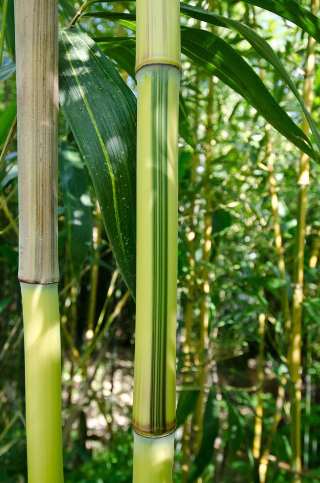 Bambus-Giessen: Detailansicht vom Bambus Halm - Phyllostachys aureosulcata Spectabilis - Ort: Giessen