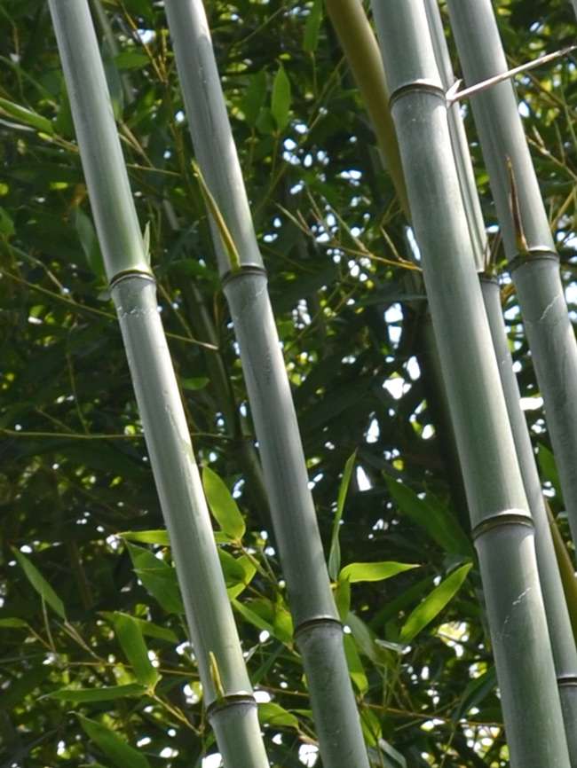 Bambus-Giessen: Phyllostachys aureosulcata alata - typische olivf�rbung der Halme - Ort: Giessen