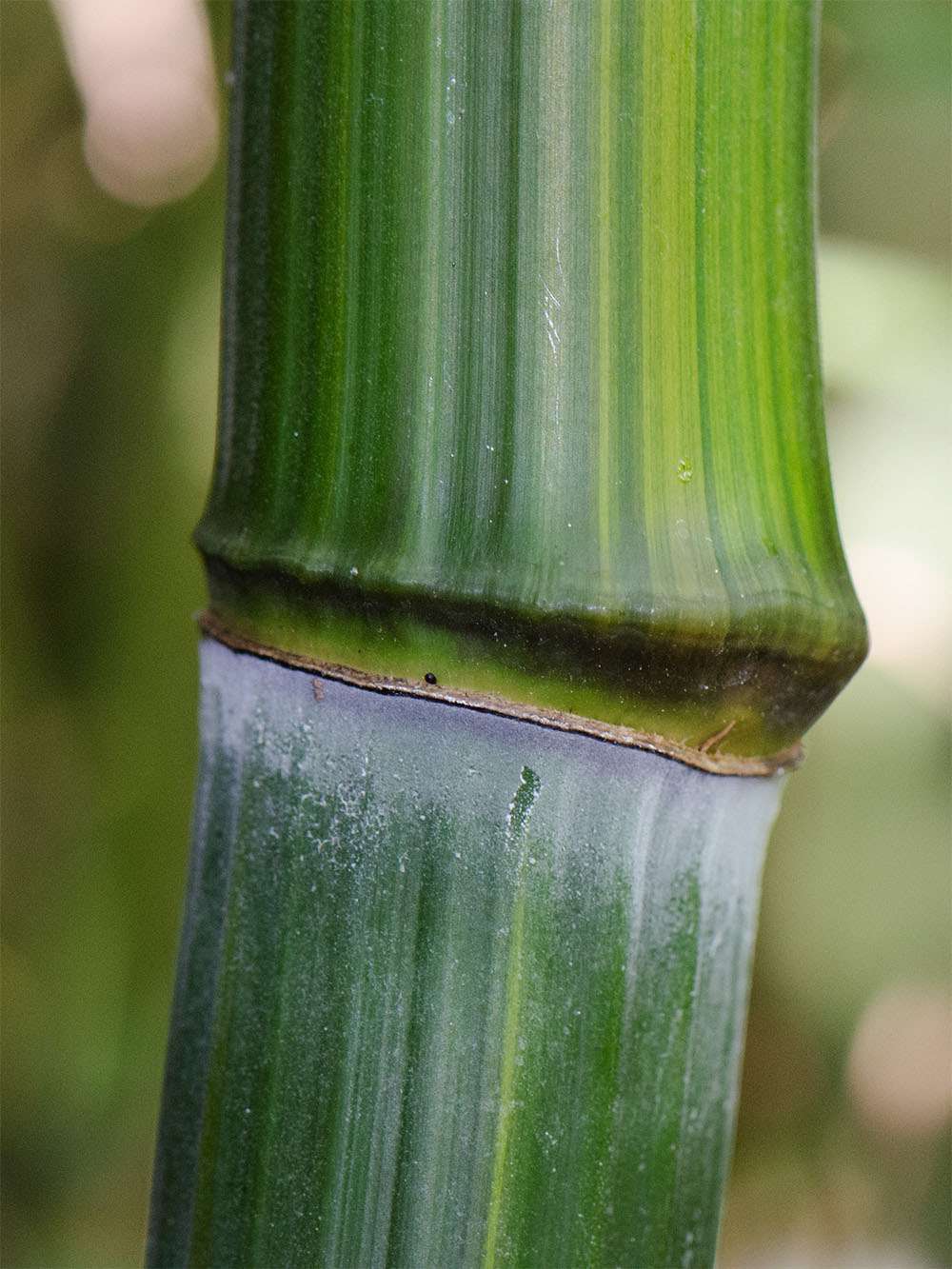 Bambus-Giessen: Detailansicht vom Bambushalm Phyllostachys aureosulcata harbin - Ort: Giessen