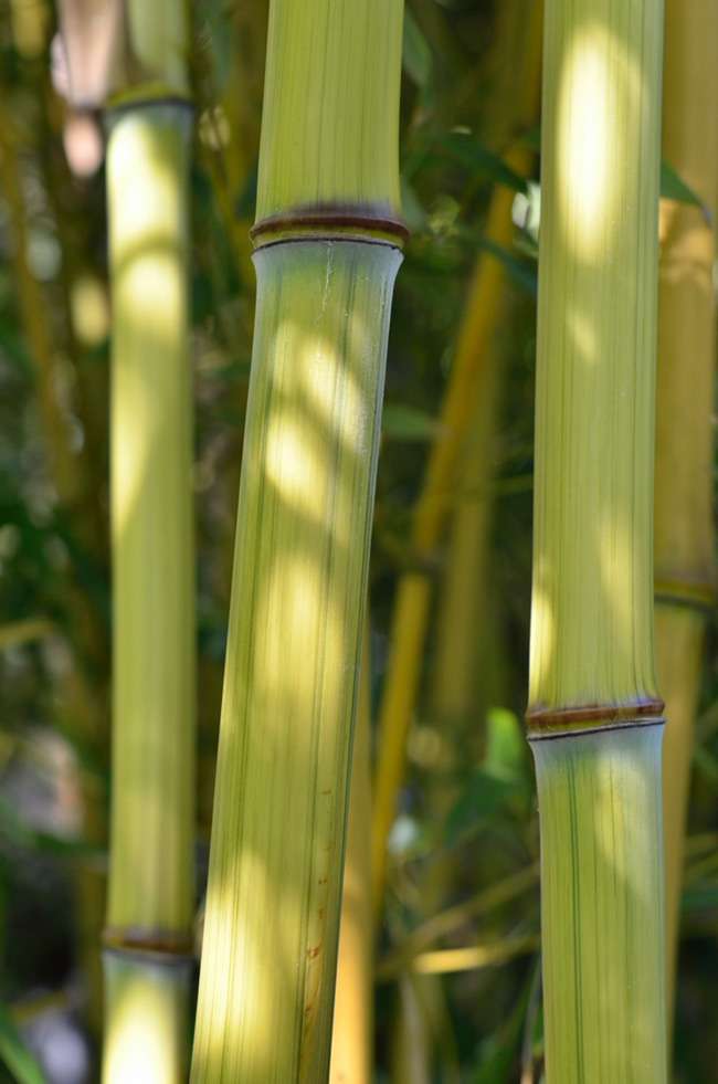 Bambus-Giessen: Detailansicht vom Bambushalm Phyllostachys aureosulcata harbin inversa - Ort: Giessen