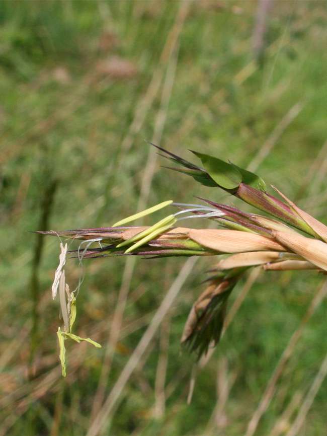 Bambus-Giessen: Detailansicht der Bambusbl�te 2014 von Phyllostachys kwangsiensis - Ort: Giessen
