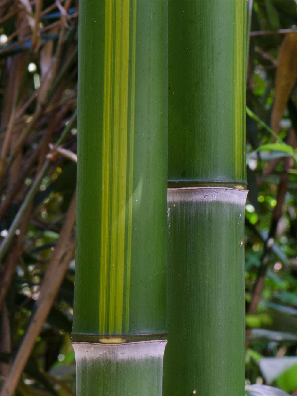 Bambus-Giessen: Halmzeichnung von der Bambussorte Phyllostachys vivax huangwenzhu - Ort: Giessen